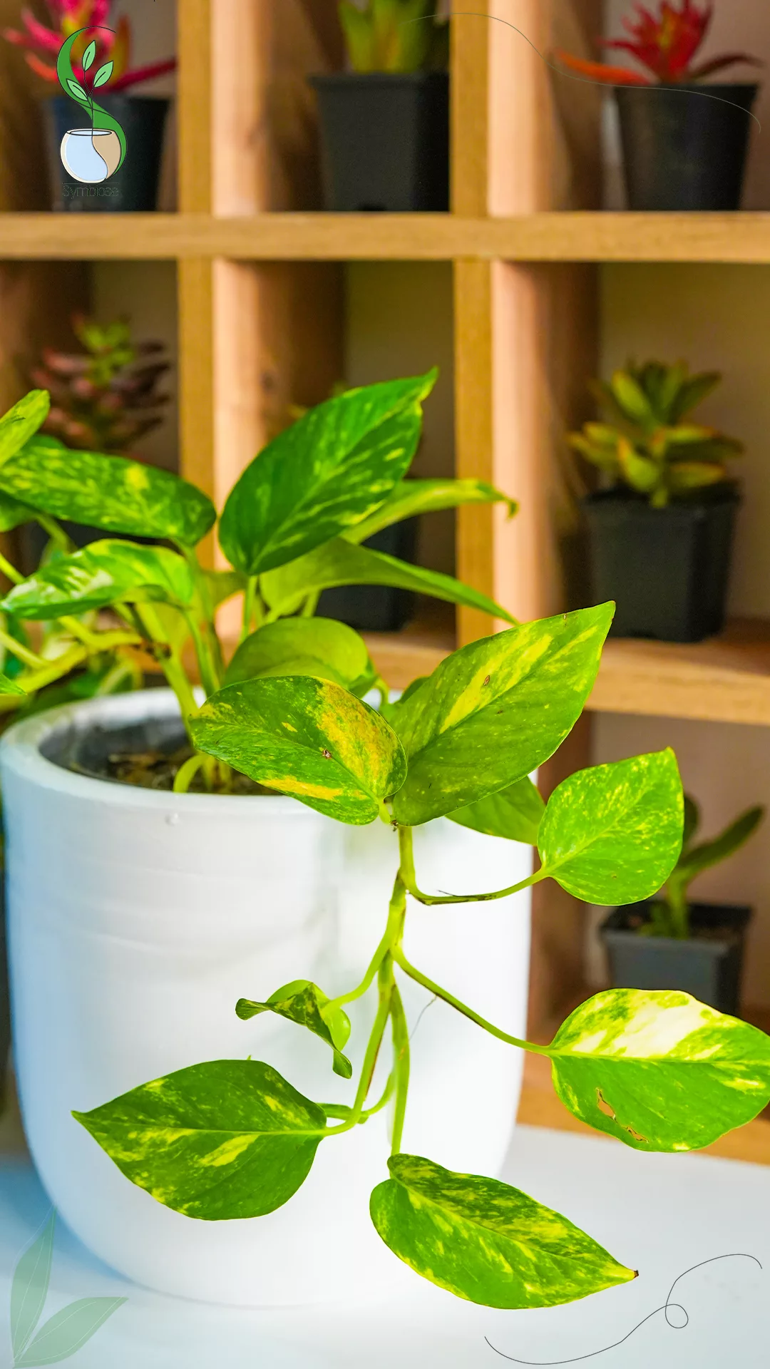 Pothos en pot en terre cuite 16x16 cm – plante naturelle décorative pour intérieur.