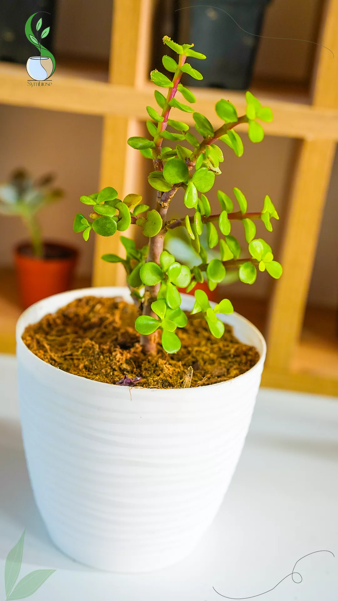 Portulacaria en pot plastique 12x12 cm – plante naturelle décorative pour intérieur.