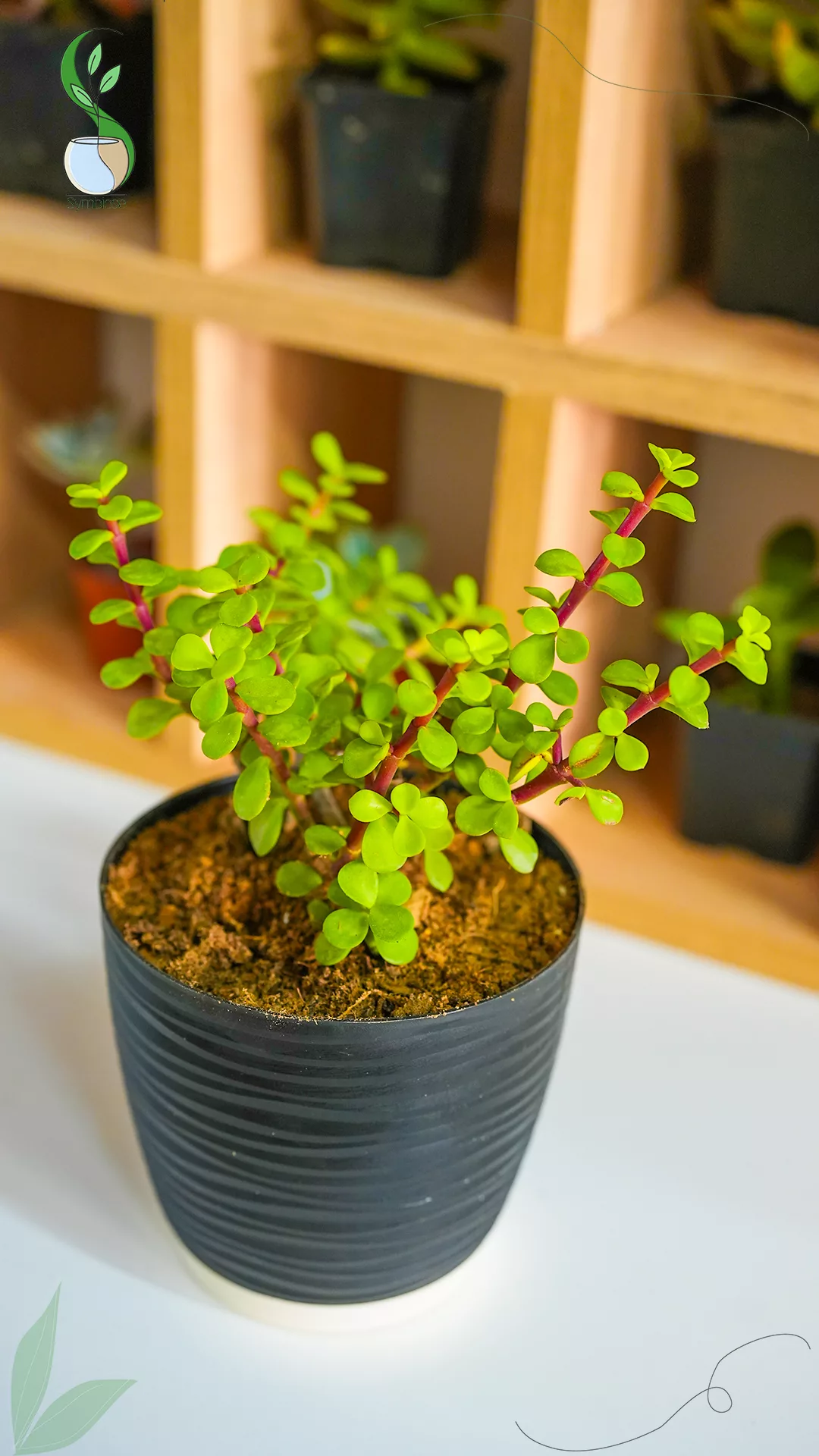 Portulacaria en pot plastique 12x12 cm – plante grasse naturelle décorative pour intérieur.