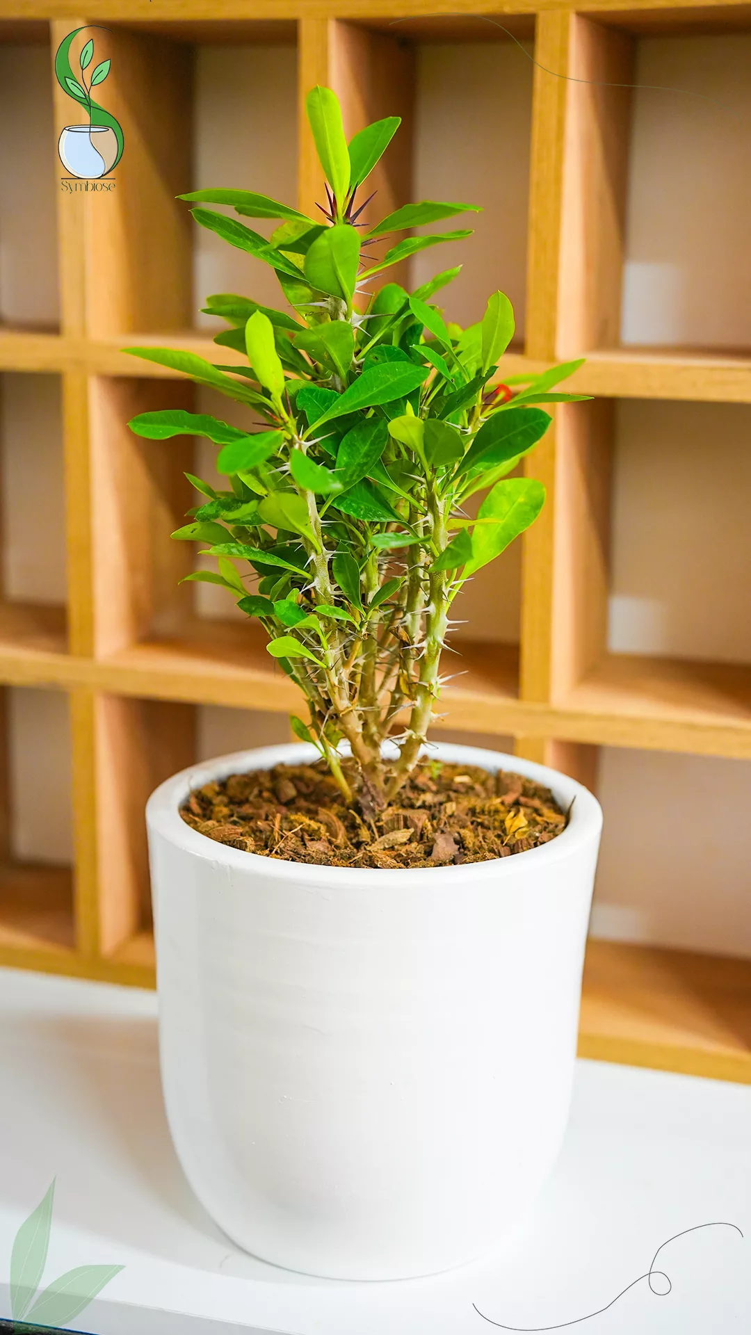 Euphorbia Mili en pot en terre cuite 21x21 cm – plante sculpturale naturelle pour décoration intérieure.