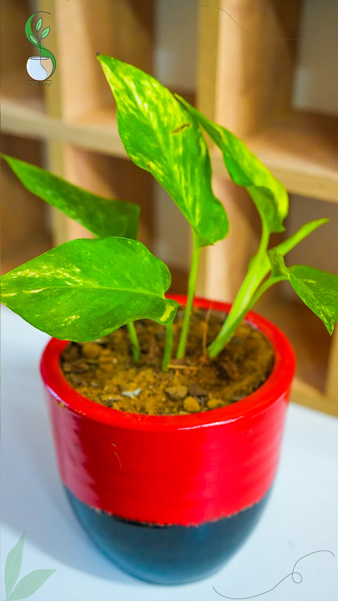 Pothos en pot en terre cuite 16x16 cm – plante naturelle décorative pour intérieur.