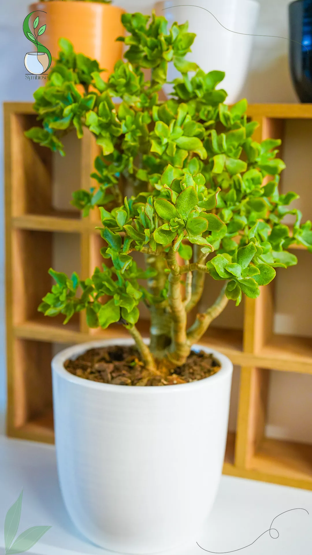 Crassula Arborescens en pot en terre cuite 25x25 cm – plante grasse naturelle décorative pour intérieur.