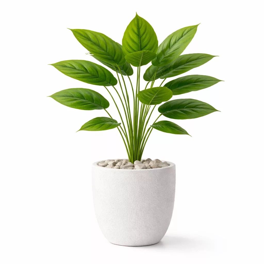 Spathiphyllum "Pure Zen" – Élégance Tropicale & Sérénité - 18 feuilles