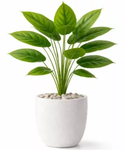 Spathiphyllum “Pure Zen” 18 feuilles